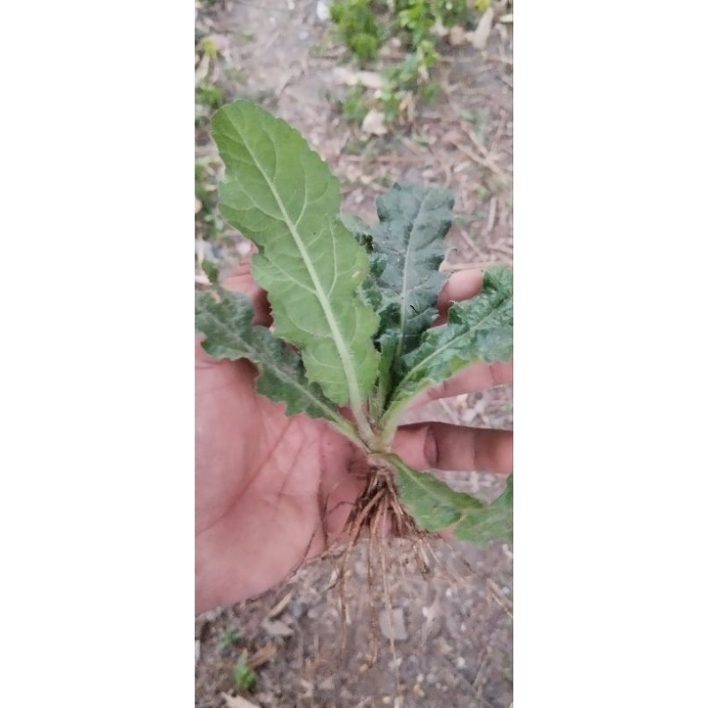

Daun tapak liman segar 500g