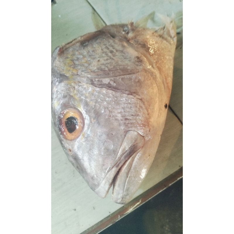 

kepala ikan kakap putih segar ukuran 1kg lebih jual per biji ya kak