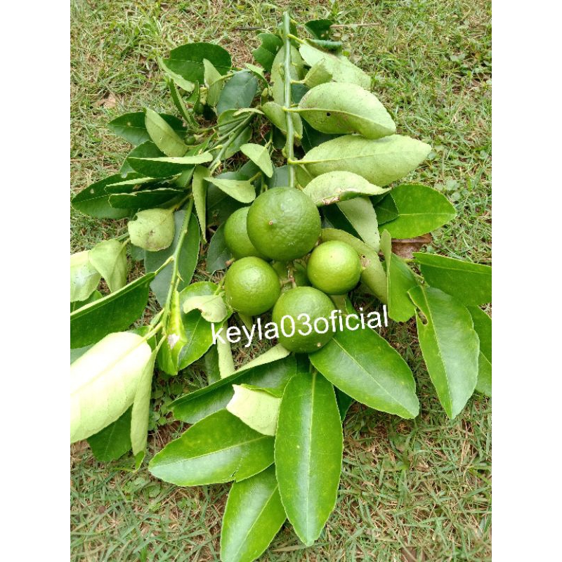 

Termurah Daun Jeruk nipis segar 300gr
