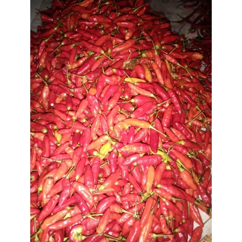 

Cabai rawit original 1 kg