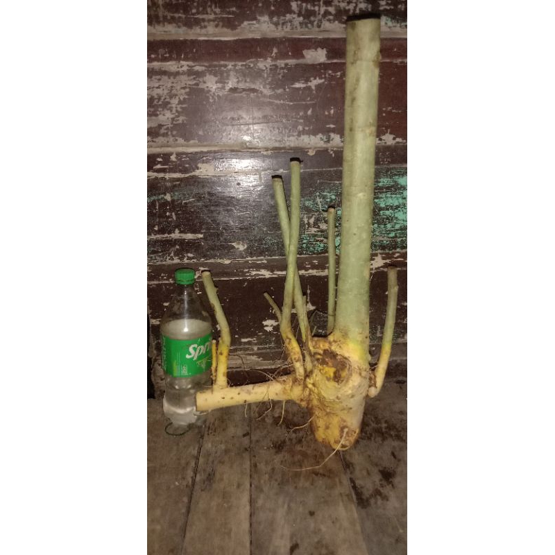 bahan bonsai serut dongkelan berkarakter untuk gaya raft atau gruping