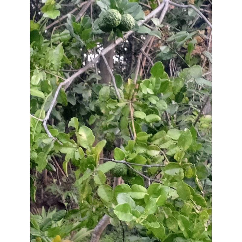 

daun jeruk purut(jeruk sambelan)250g