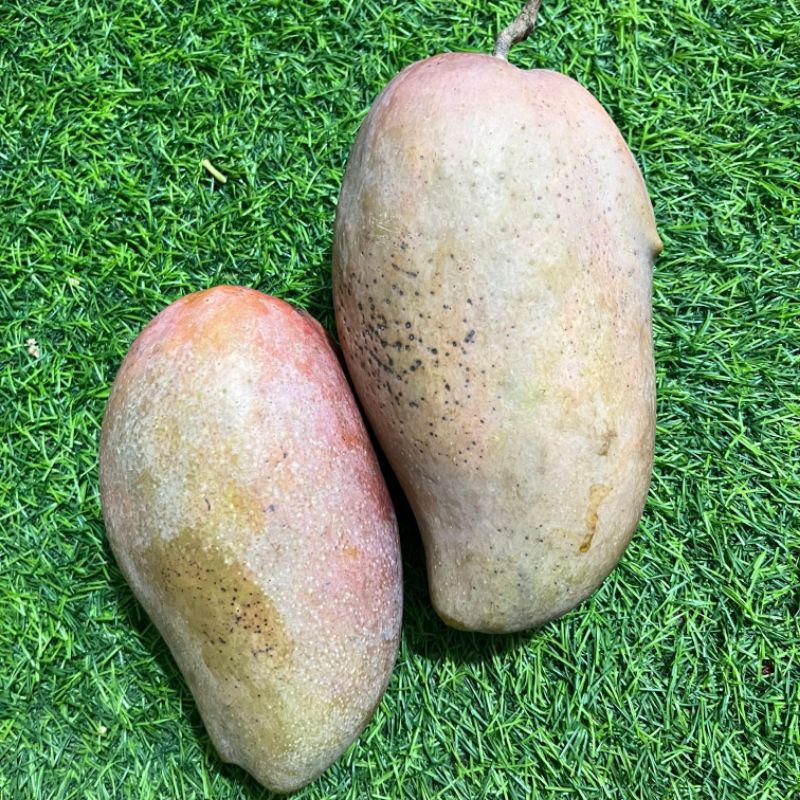 

Mangga aiwen 1kg