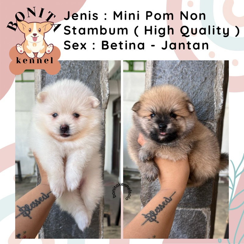Mini Pomeranian Non Stambum MiniPom Anakan Anjing Mini Pom Jantan Mini Pom Snow White