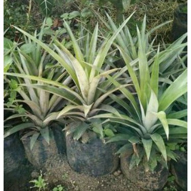 BIBIT tanaman berkualitas nanas madu thailand manis dan cepat berbuah