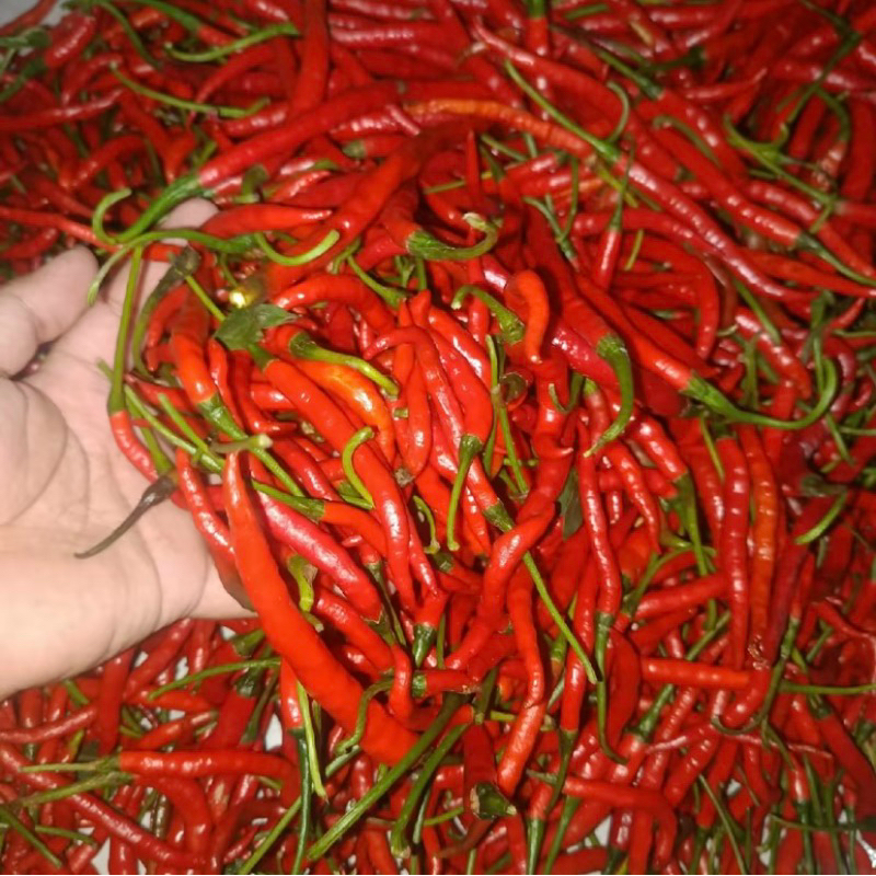 

CABE RAWIT MERAH SEGAR PANEN SENDIRI 250grm/500grm
