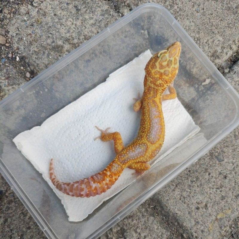 MAINAN ANAK GECKO DEWASA_TREMPER BROKEN REV STRIPE HET ECLIPSE