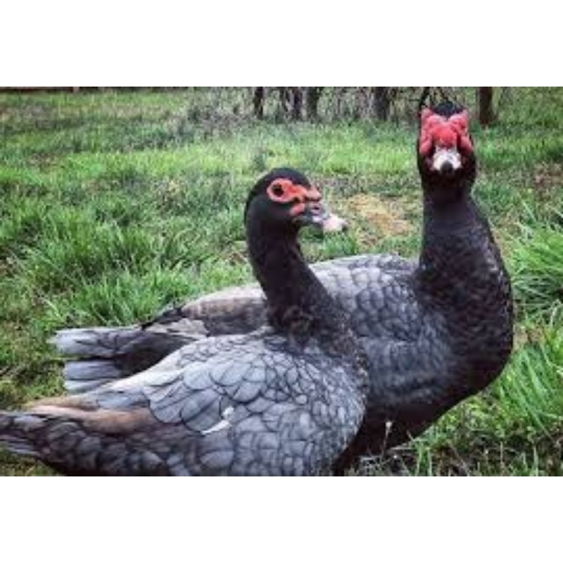 

Telur Tetas Mentok/Entok Lavender super Jumbo fertil siap untuk ditetaskan