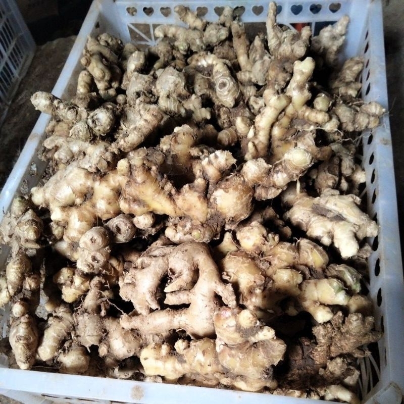 

Jahe emprit segar (sudah cuci bersih) 1kg