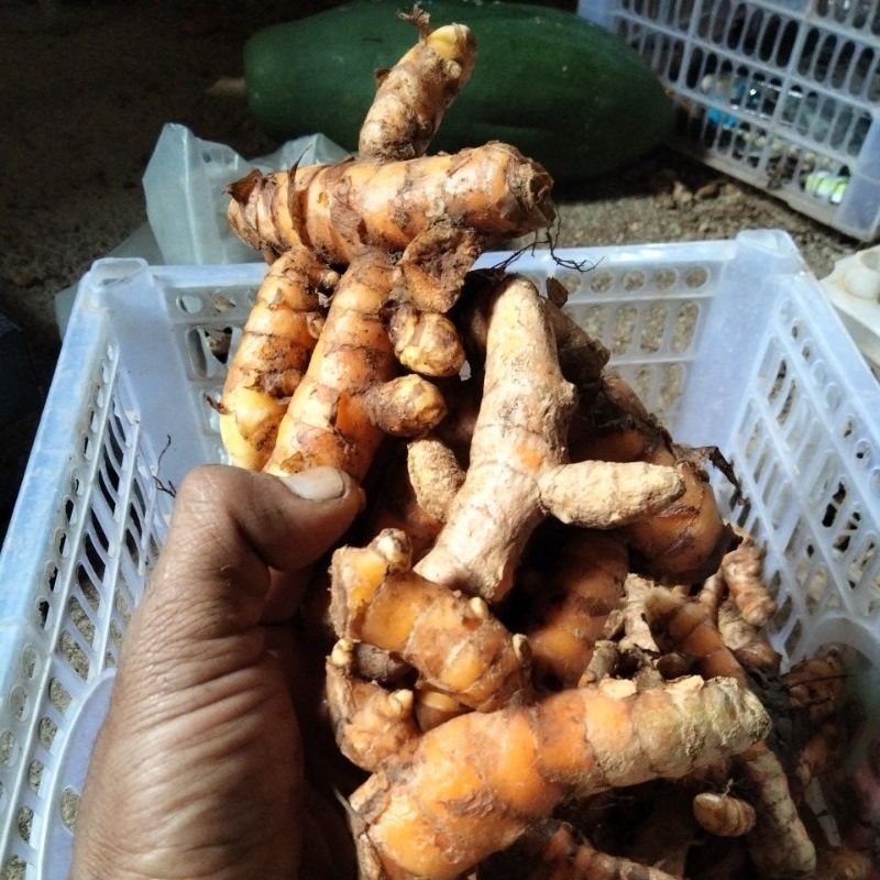 

kunyit tua segar sudah cuci 1kg