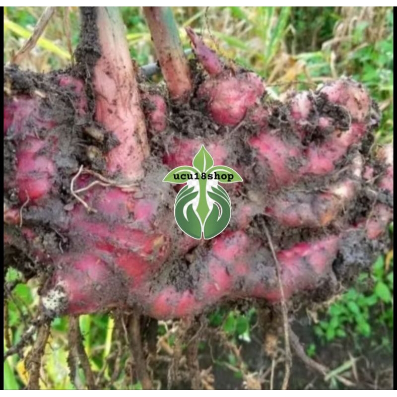 

JAHE MERAH fresh 500gram/Jahe segar