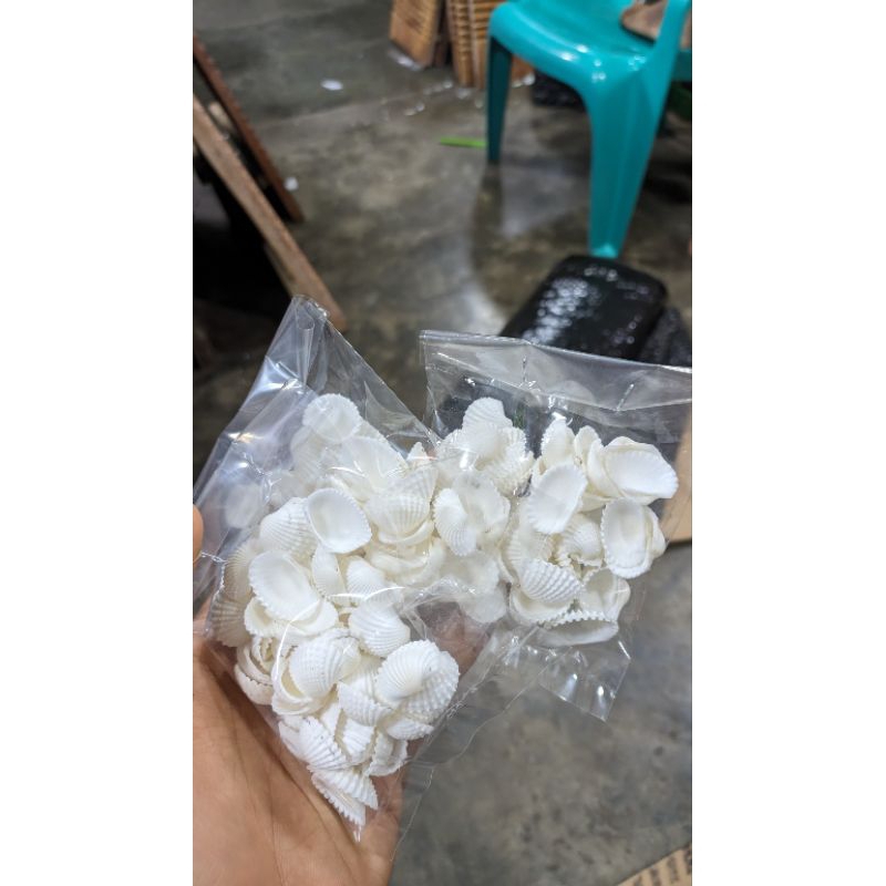 

Kerang dara isi 50bh/pcs padang