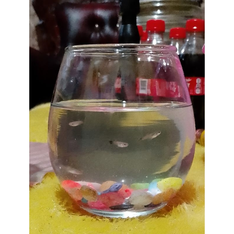 Aquarium Kaca mini ikan cupang ukuran 475ml