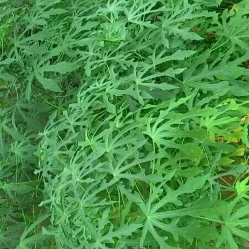 

daun gedi atau daun mustajab 200 gr