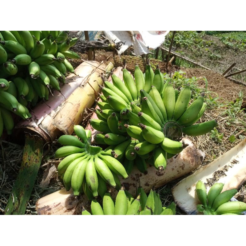 

Pisang Muli Mentah cepat matang - 1 Sisir - Sumber Energi dan Nutrisi