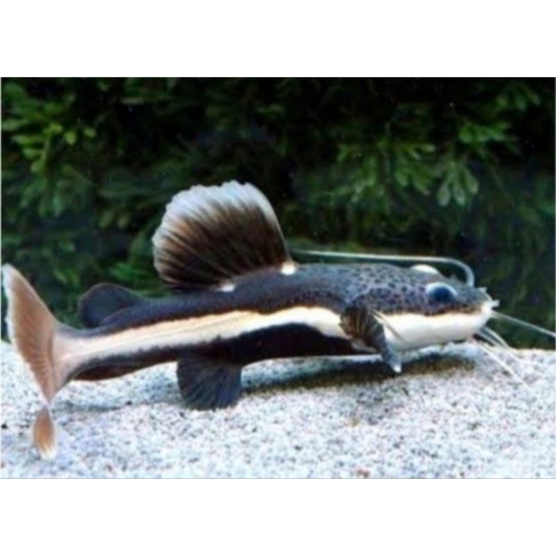 ikan rtc