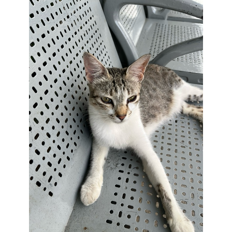 

LINK CO BARANG BESAR & BERAT (>1 kg)