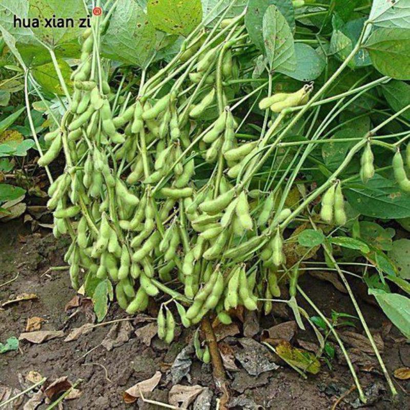 

KACANG KEDELAI IMPORT SUPER UNGGUL