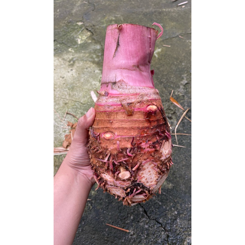 Umbi Talas Pratama 1,2&3 PULEN SEPERTI KETAN