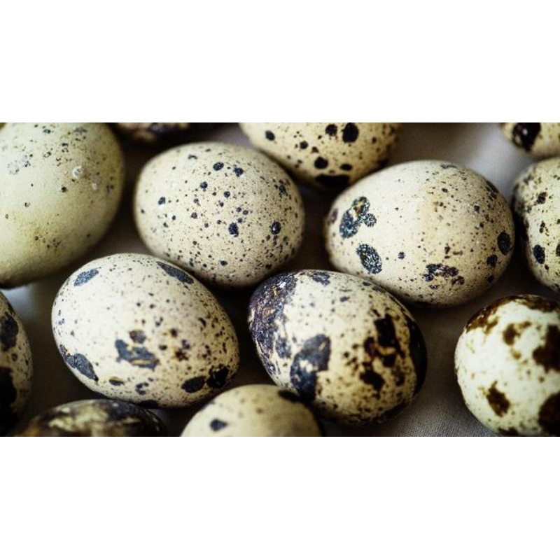 

telor puyuh 100g,250g,500g