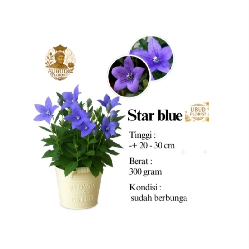 Tanaman Star Blue - Platy Codon Grandi Florus - Tanaman Hias - Ubudflorist