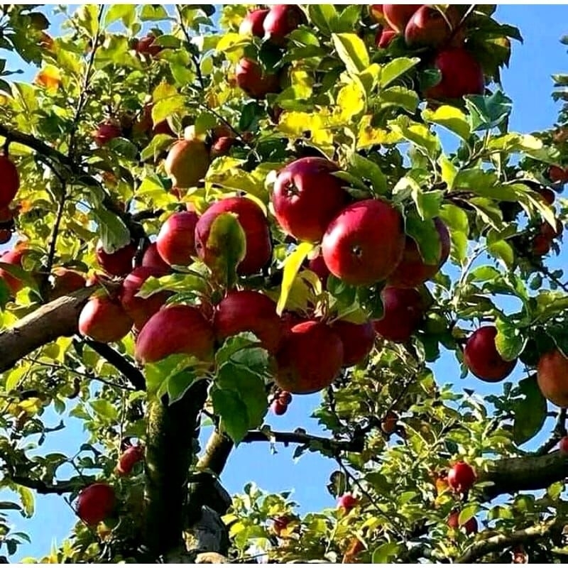 bibit buah apel wangshinton cangkok