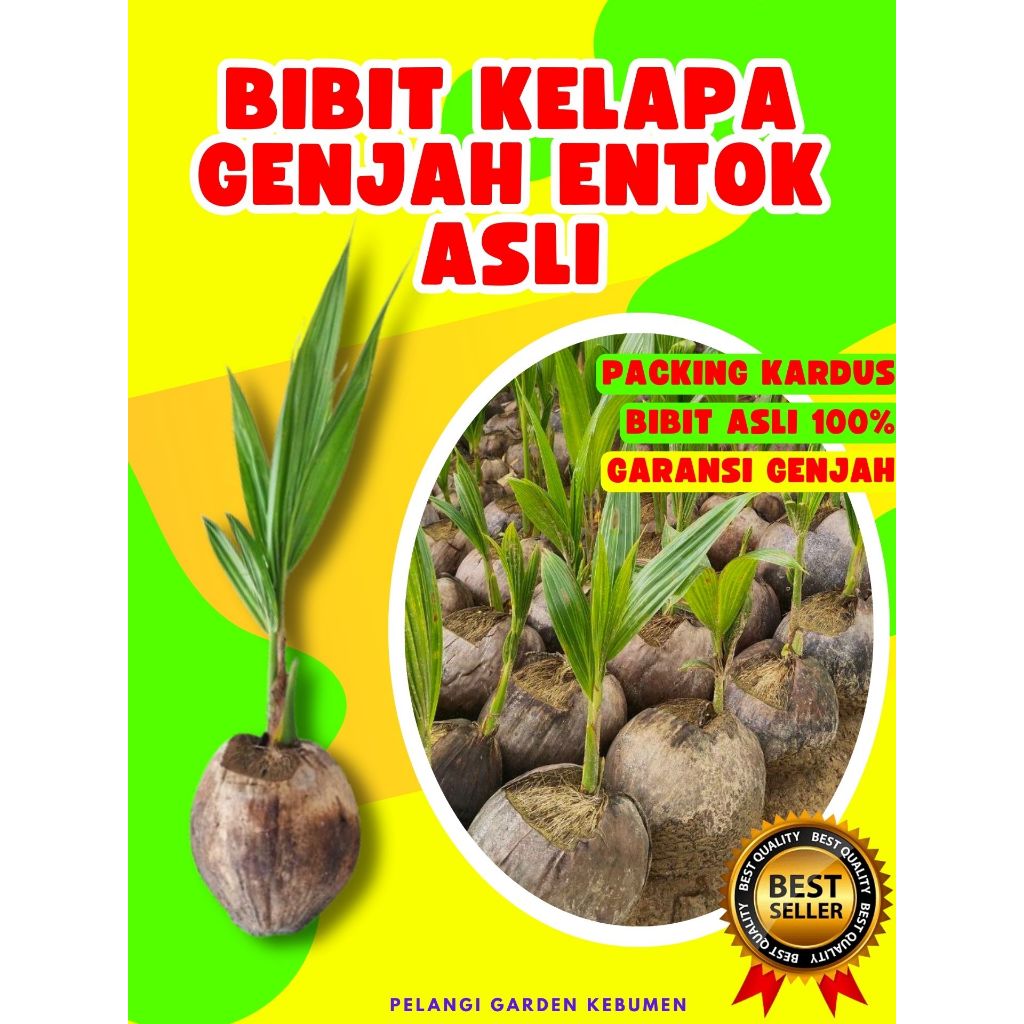 3 TAHUN BUAH..  Bibit Buah Kelapa Kopyor Sumenep, Bibit Buah Kelapa Kopyor Besar, Bibit Buah Kelapa 