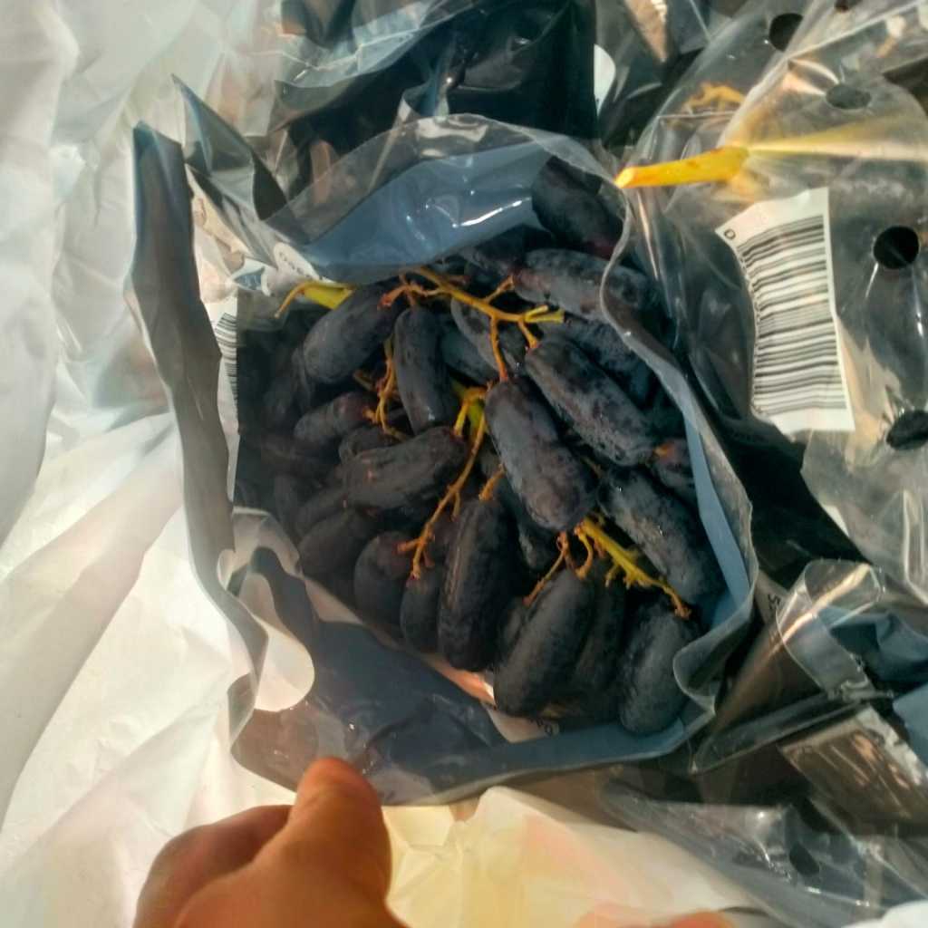 

anggur hitam jari fresh 1kg