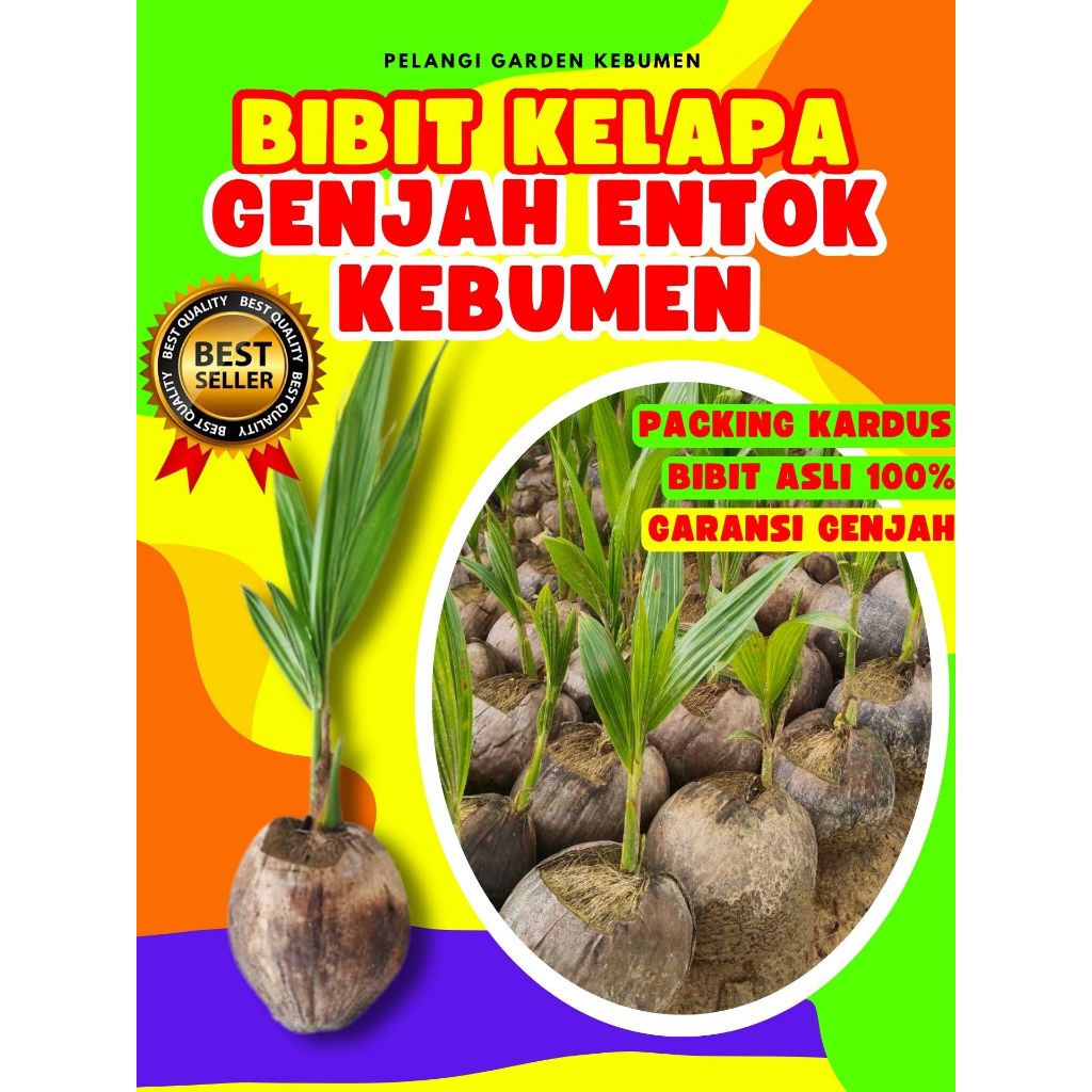 BIBIT UNGGUL.. Pohon Kelapa Genjah Pendek, Pohon Kelapa Genjah Entok, Pohon Kelapa Genjah Entok Supe