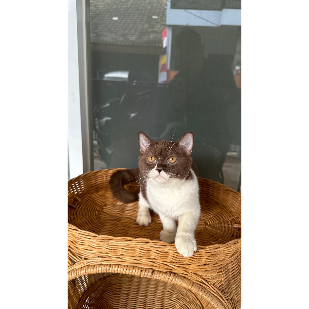 KUCING BRITISH SHORTHAIR CINNAMON - MOTIF BICOLOR CHOCO CINNAMON