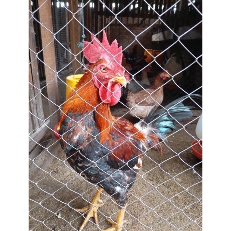 TELUR FERTIL AYAM KUB JANAKA - GALUR MURNI TELUR TETAS AYAM KUB JANAKA