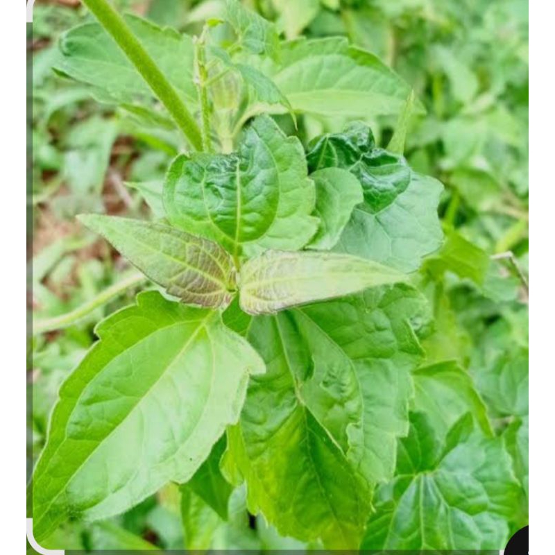 

DAUN KIRINYUH/DAUN KOPASANDA/DAUN BALAKACIDA SEGAR MURAH KUALITAS TERBAIK 500GGRAM