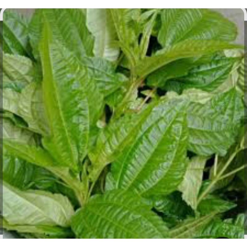 

Daun Pohpohan/ Lalapan Pohpohan Segar , dipetik jika ada orderan 500gram