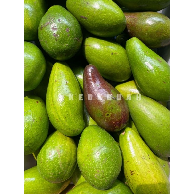 

Alpukat Mentega Siger Lampung Timur 3 kg