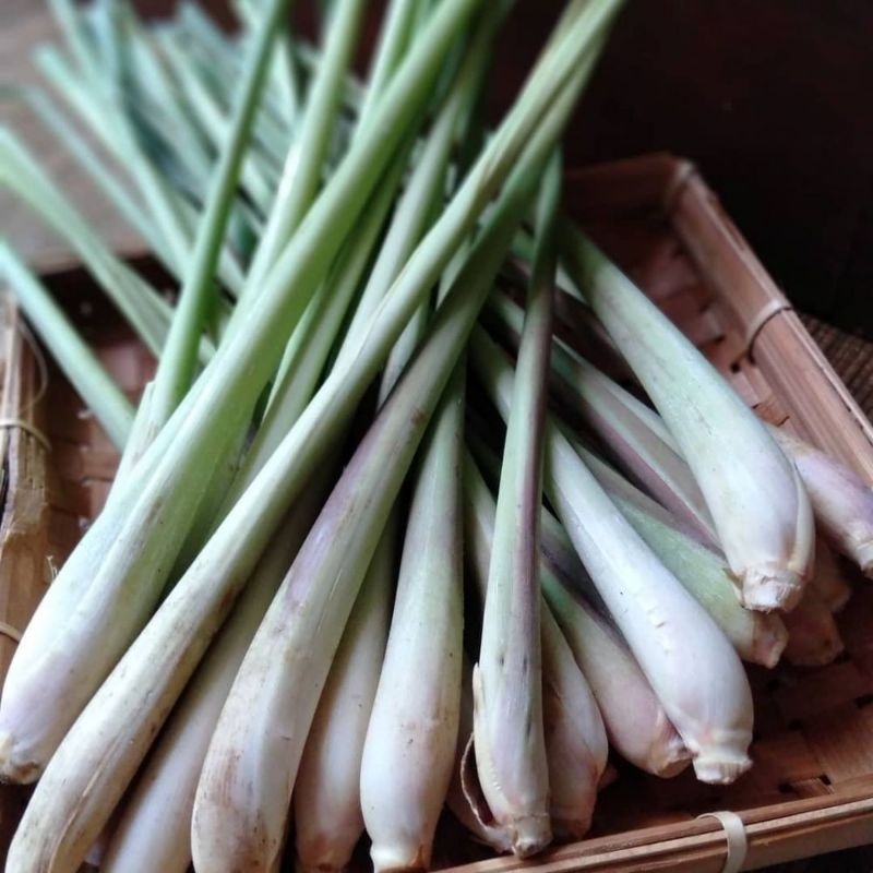 

sereh dapur segar 1 kg