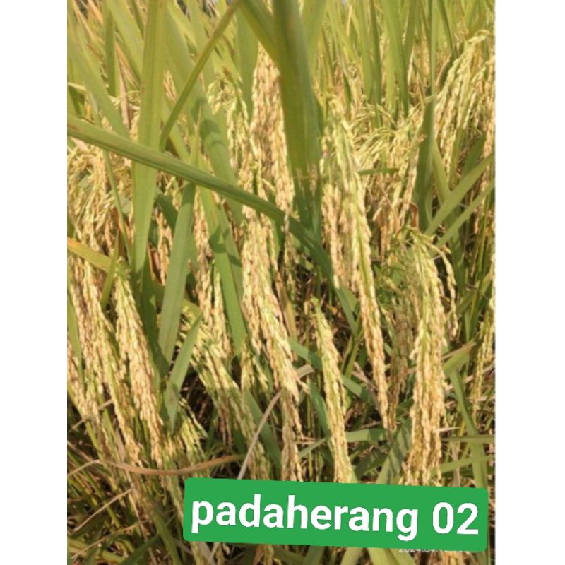 benih padi padaherang 02 (5kg)