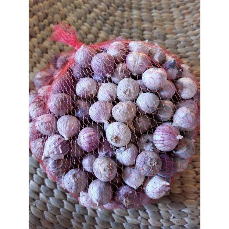 

Bawang tunggal (Lanang)