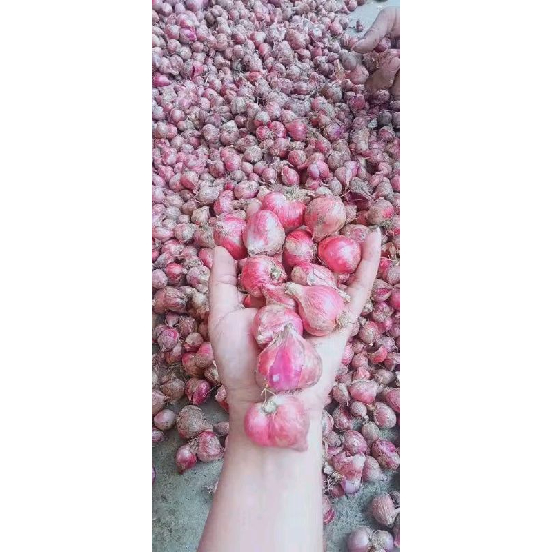 

1kg bawang merah bawang batu bandung