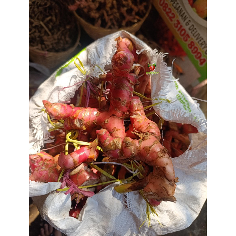 

Rempah-rempah segar Kunci/Kunyit/Temulawak/Laos/kencur/kencur seblak
