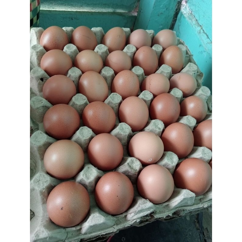 

Telur Ayam Ras / Telur Ayam Negeri 1 Kg