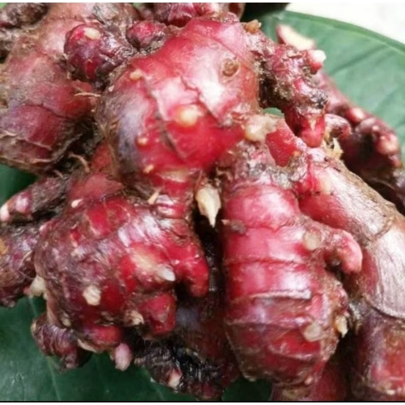 

jahe merah asli segar 1.kg