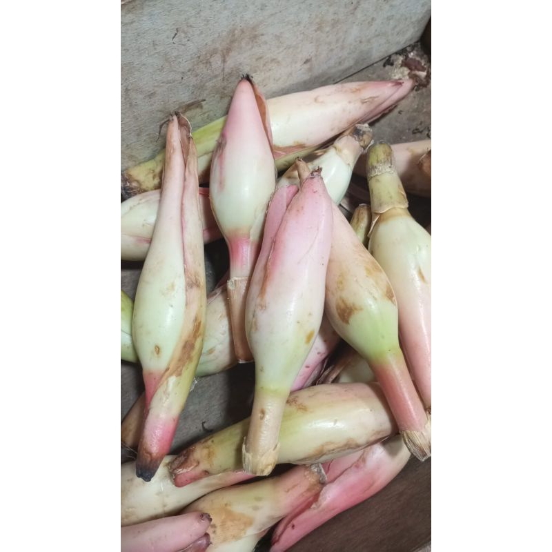 

kincung atau buang rias 250g