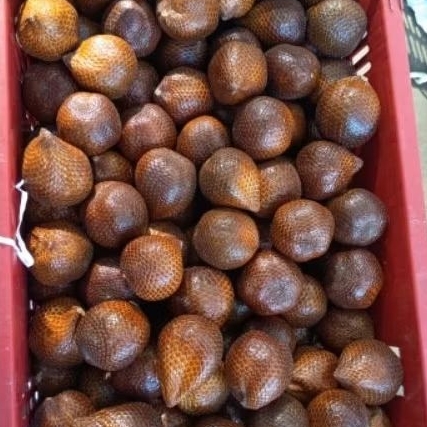 

buah salak pondoh segar