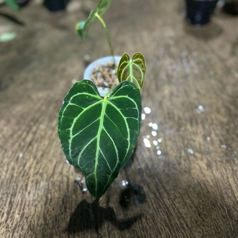 Anthurium Regale Peru Original