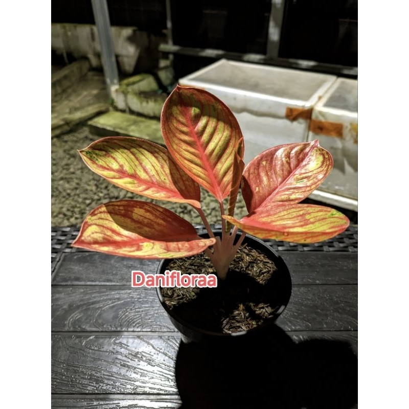 Aglaonema Goliath Super Red