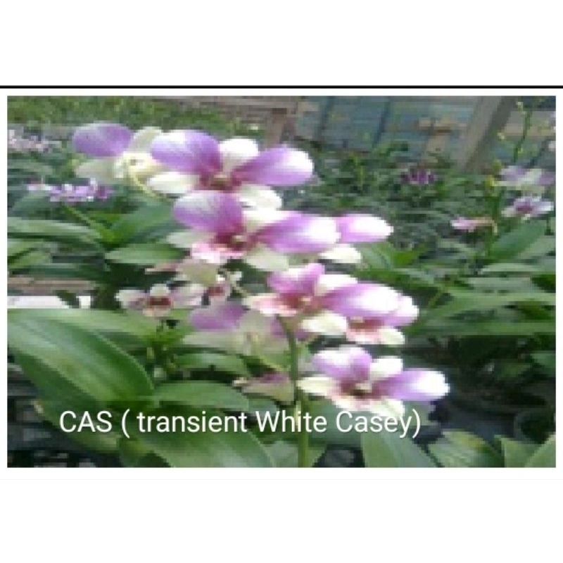 Anggrek dendrobium id CAS