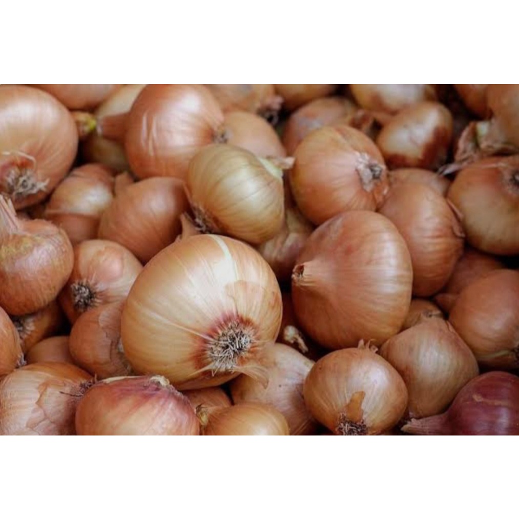 

Bawang Bombay 1Kg 500Gr Segar