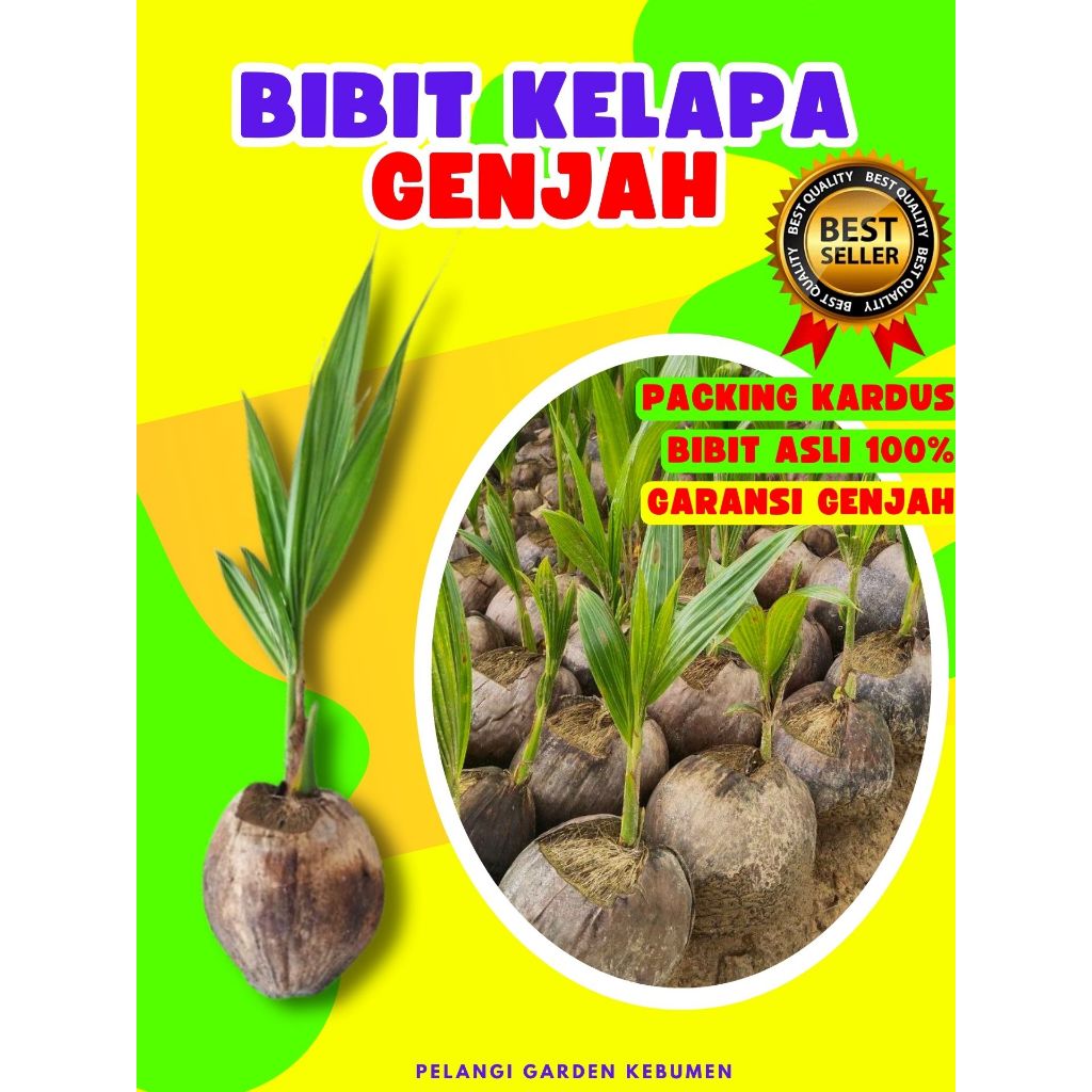 TERBAIK.. Pohon Kelapa Hijau Hibrida, Pohon Kelapa Ijo Asli, Pohon Kelapa Ijo Pendek