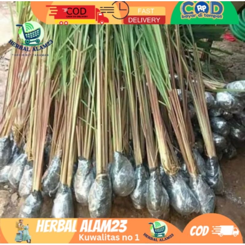 

Paket 5 Pohon Bibit Sereh Merah Wangi Organik - Serai Merah