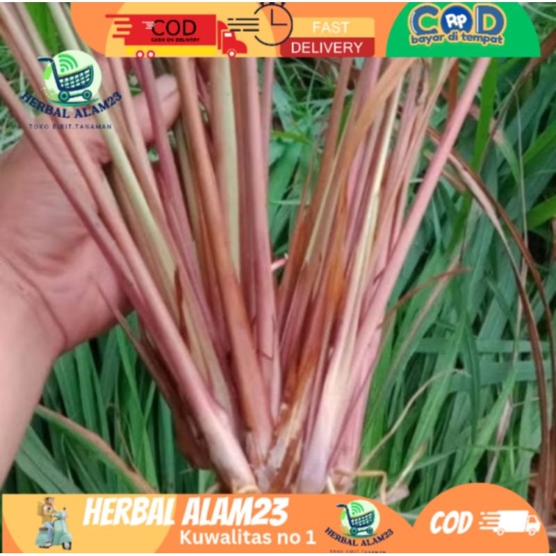 

Sereh Wangi Segar 500 Gram Serai Merah Lanang Herbal Berkhasiat